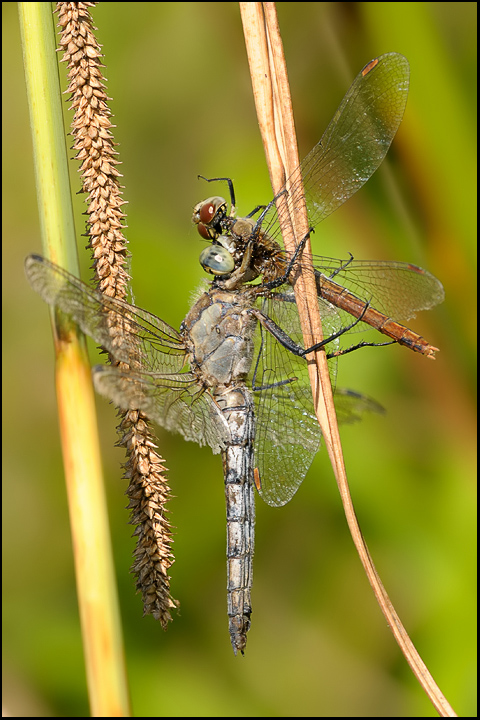 Orthetrum cancellatum vs Sympetrum... depressiusculum ???